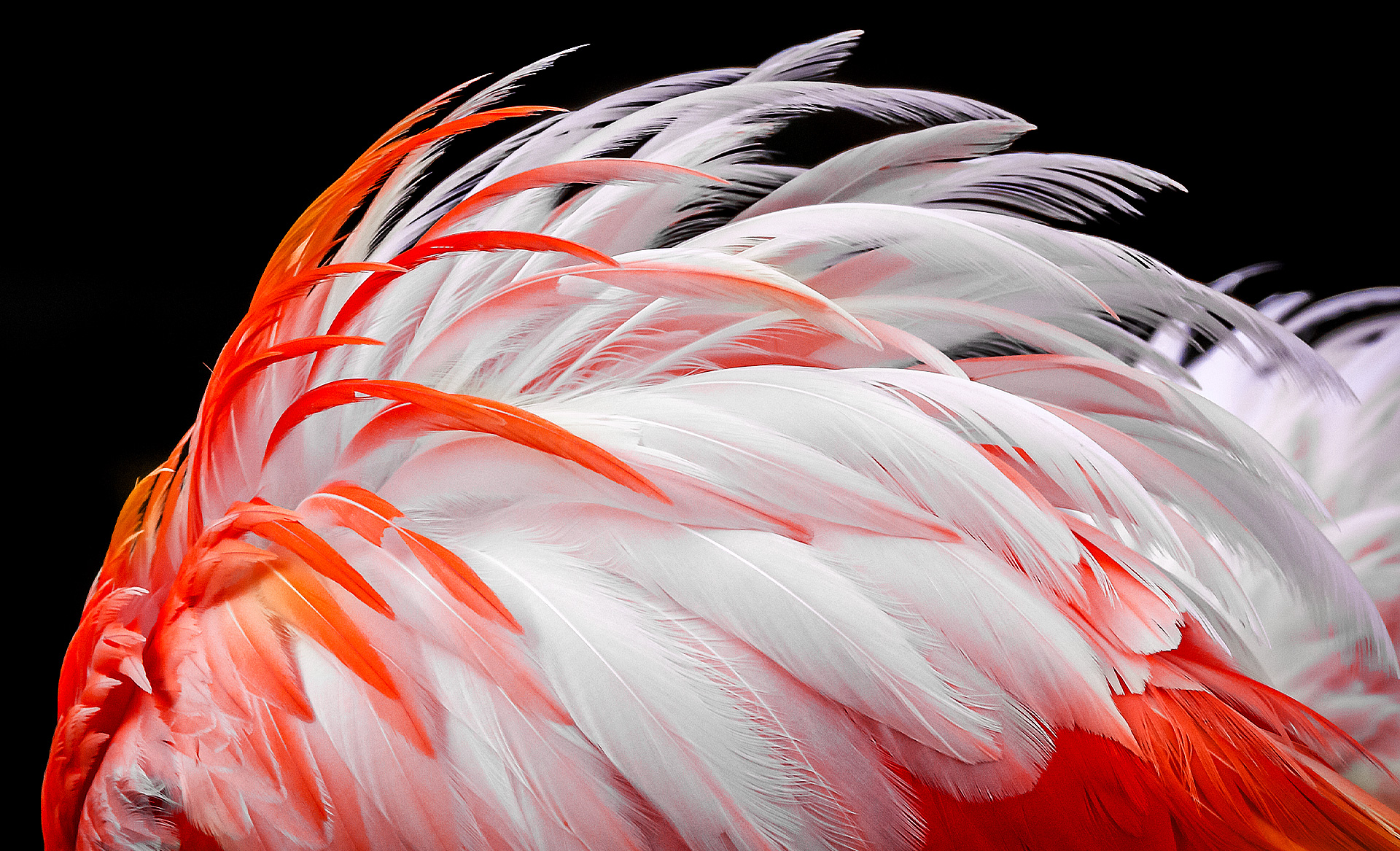 Une image terne de plumes blanches et orange de flamants appara?t à l’écran. Elles sont représentées comme devenant progressivement plus lumineuses de 8 %, 13 %, 20 %