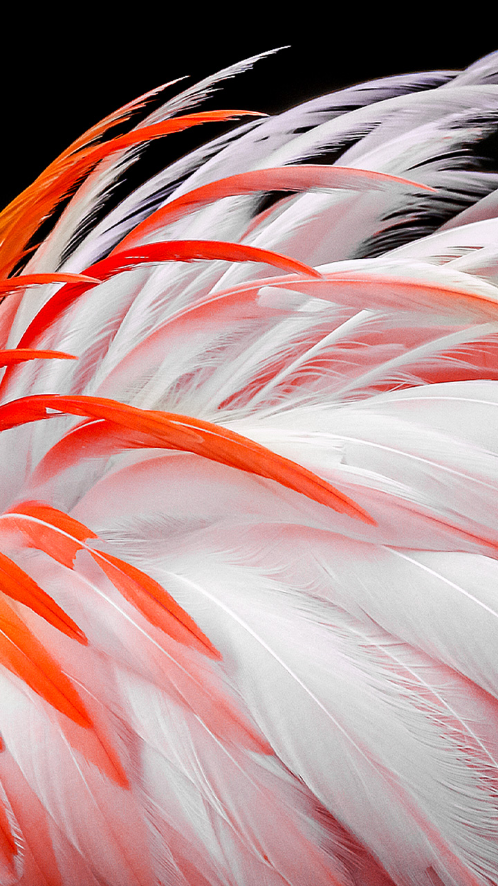 Une image terne de plumes blanches et orange de flamants appara?t à l’écran. Elles sont représentées comme devenant progressivement plus lumineuses de 8 %, 13 %, 20 %