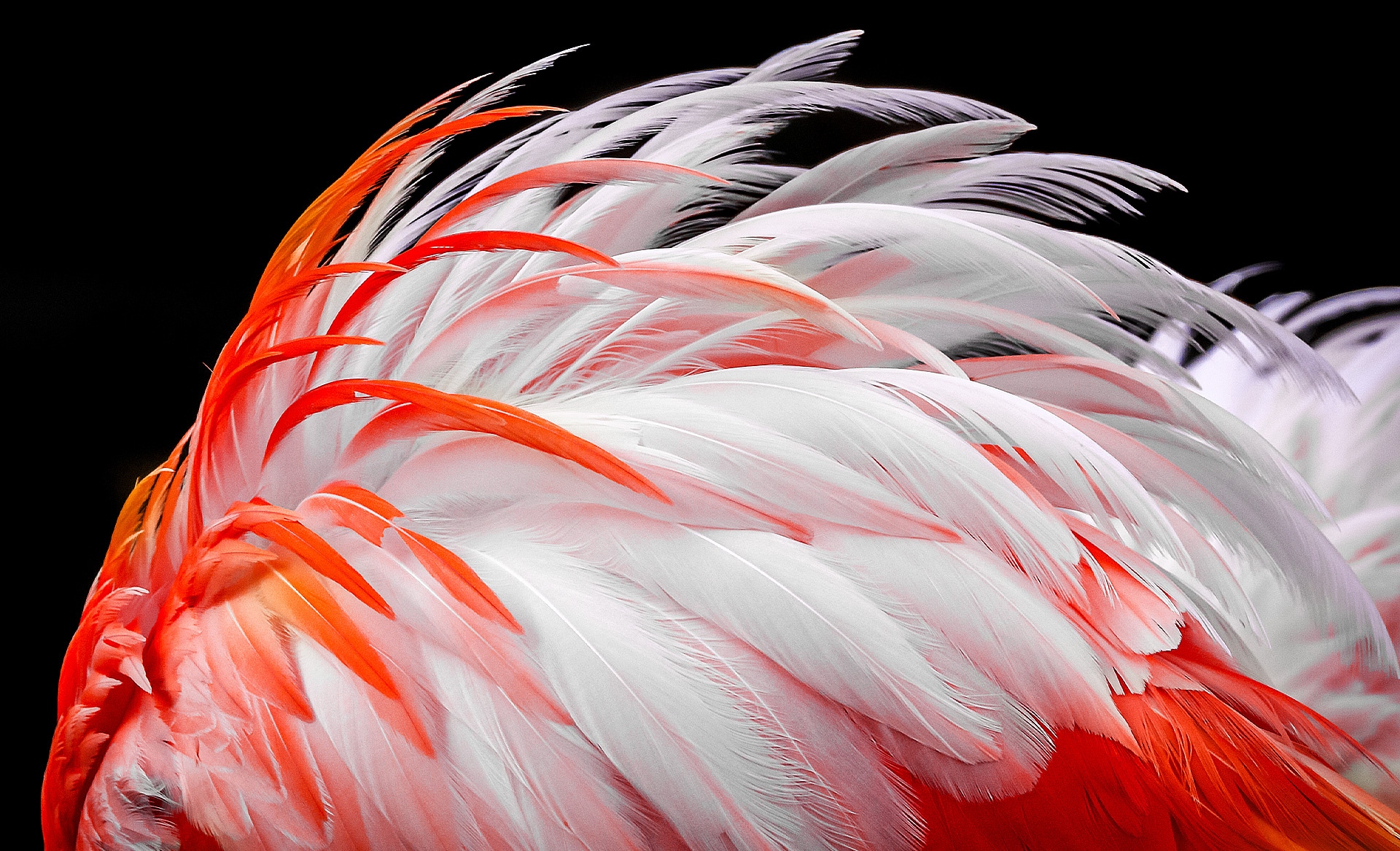 Une image terne de plumes blanches et orange de flamants appara?t à l’écran. Elles sont représentées comme devenant progressivement plus lumineuses de 8 %, 13 %, 20 %, 23 %, 26 % et enfin 30 %.