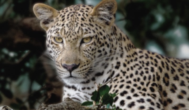 Linhas ganham vida em uma imagem muito opaca e quase cinza de um leopardo em uma floresta, como se um supercomputador estivesse analisando os elementos no quadro. Um laser tra?a a silhueta do leopardo e ent?o ela é real?ada para ficar mais brilhante, nítida e colorida. O fundo também se transforma da esquerda para a direita, agora com contraste, profundidade e cores melhorados. 