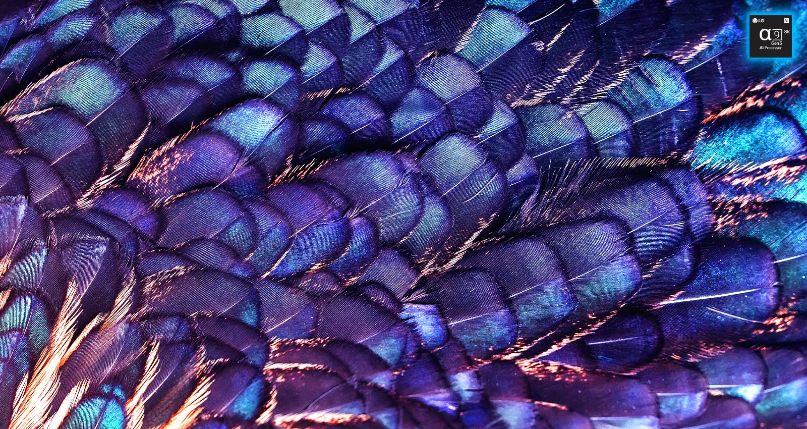 Zu sehen ist ein Bild mit den Texturen von leuchtend schillernden Federn eines lilafarbenen Vogels. Das Bild ist in zwei Bereiche aufgeteilt – der obere Bereich ist in lebhaften Farben gehalten und mit dem Schriftzug ?AI 8K Upscaling“ und einer Abbildung des Prozessorchips versehen. Die Farben des unteren Bereichs sind deutlich blasser.