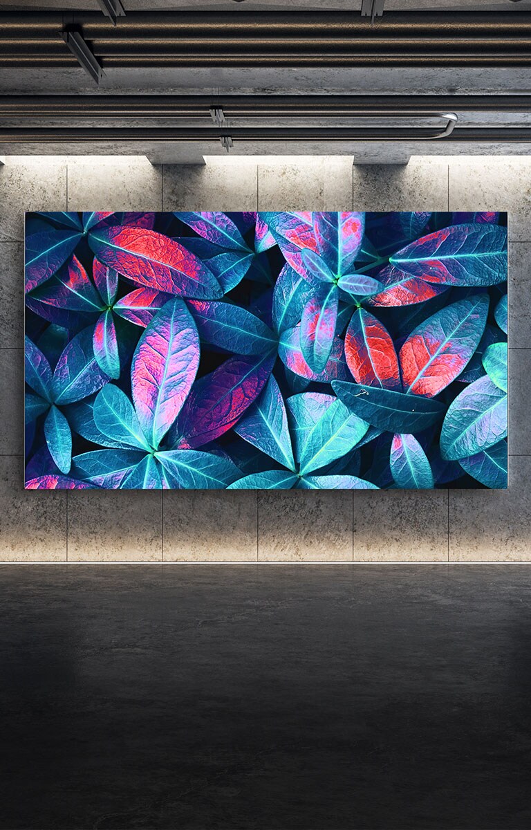 An einer grauen Wand h?ngender LG QNED MiniLED TV. Der Bildschirm zeigt eine Nahaufnahme von grossen Pflanzenbl?ttern in verschiedenen Grün-, Blau- und Rott?nen.
