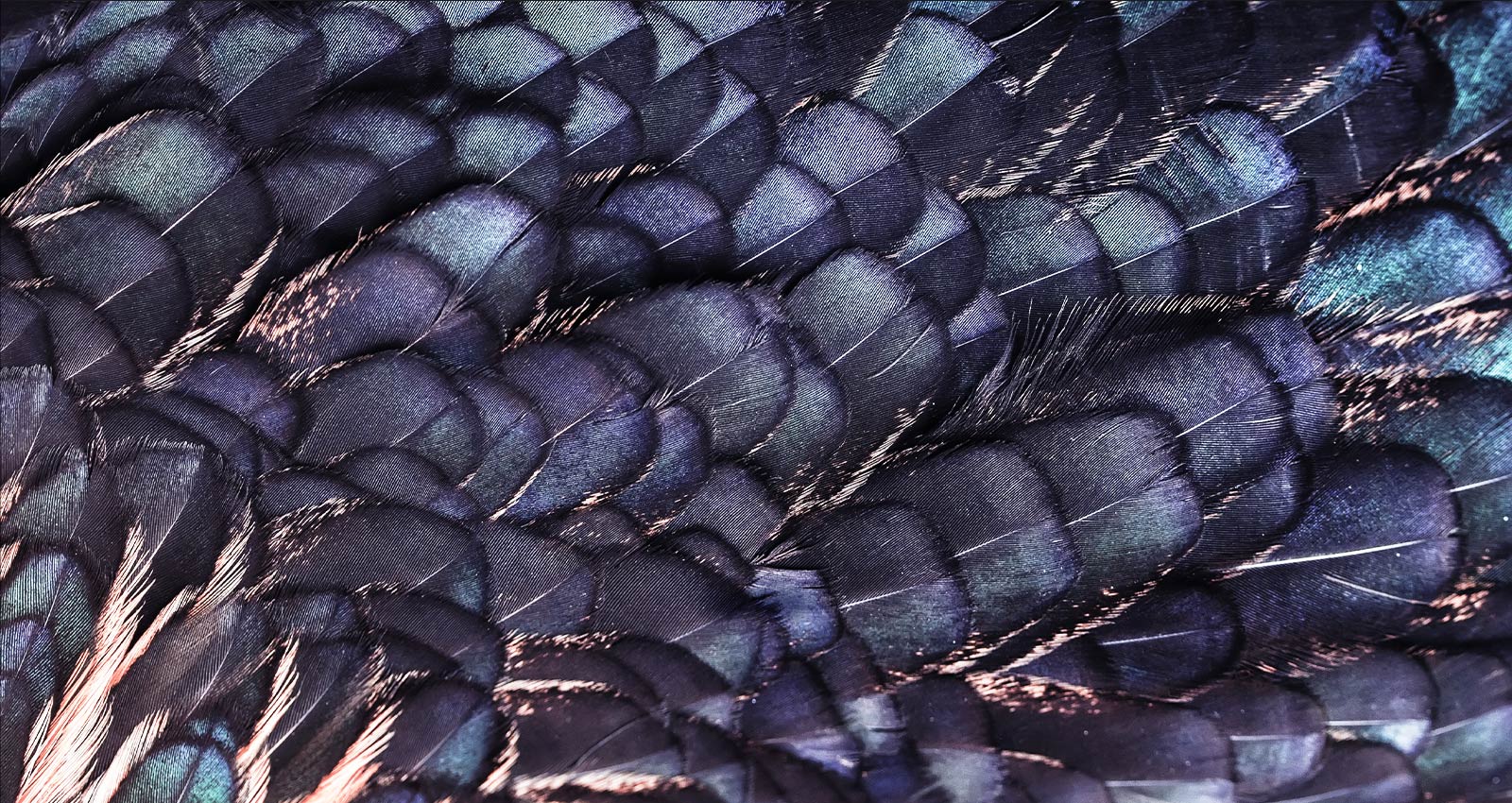 On peut voir une image de textures de plumes irisées brillantes d’un oiseau féerique de couleur lilas. L’image est divisée en deux – la partie supérieure est plus vive et indique une mise à l’échelle IA 8K avec l’image de puce de processeur et la partie inférieure est plus pale.