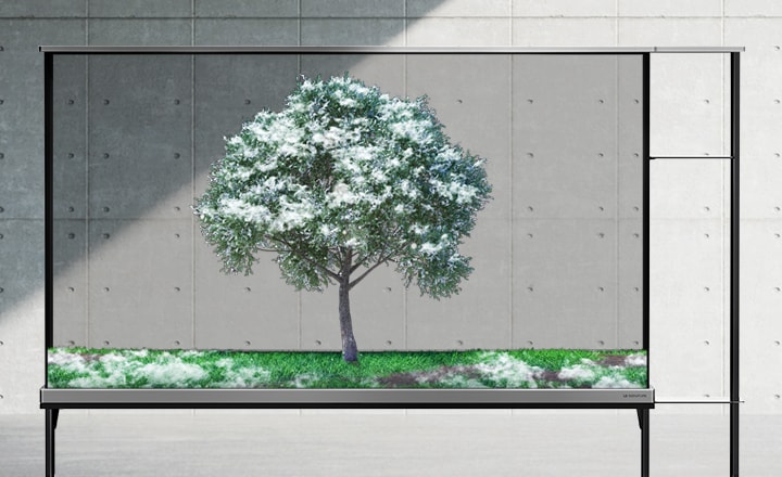 LG SIGNATURE OLED T shows a transparent screen with a green tree. The shade is drawn up as the season changes to winter and snow falls on the tree.