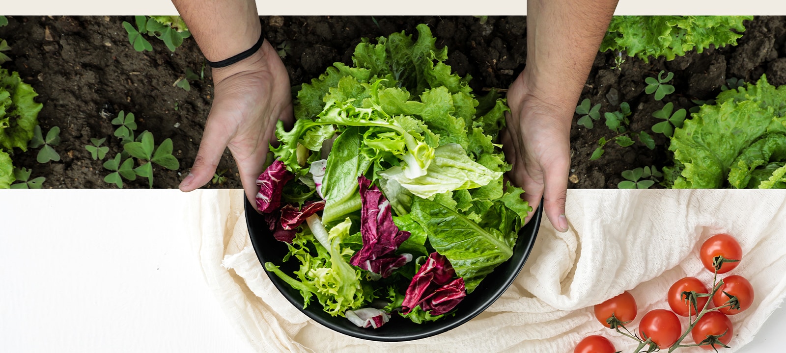 La parte superior de la imagen muestra la recolección de lechugas en el campo. La parte inferior de la imagen es una ensalada fresca en un plato redondo. Las verduras de estas dos imágenes están conectadas de forma natural como si fueran una sola imagen. 