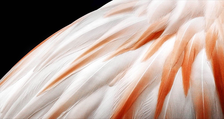 Vidéo montrant 2?images représentant les plumes d’un oiseau c?te à c?te. Le c?té illustrant le Brightness Booster appara?t plus lumineux puis remplit l’écran.