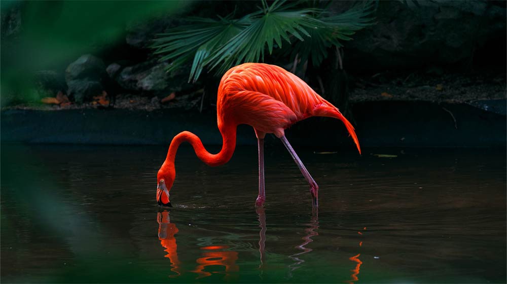 Vidéo d’un flamant rose dans un lac. La grille recouvre uniquement le flamant rose, ce qui le fait ressortir de fa?on éclatante et vivante par rapport à son environnement muet.