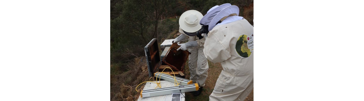 Saving Native Bees to Help Local Biodiversity Thrive