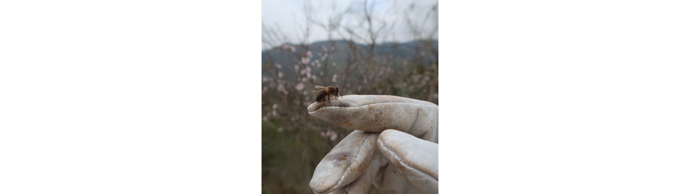Saving Native Bees to Help Local Biodiversity Thrive