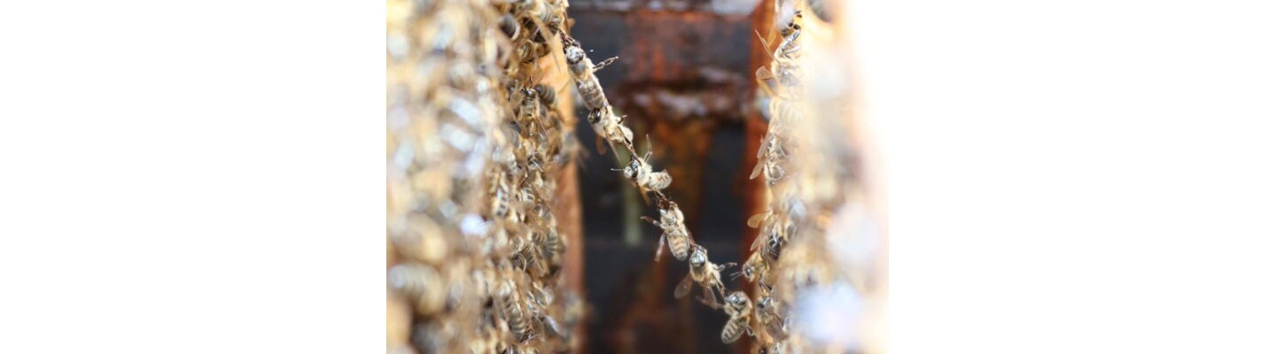Saving Native Bees to Help Local Biodiversity Thrive