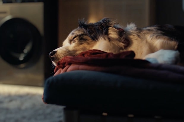 A dog is lying on the sofa, sleeping. Behind it, the LG WashTower is running.