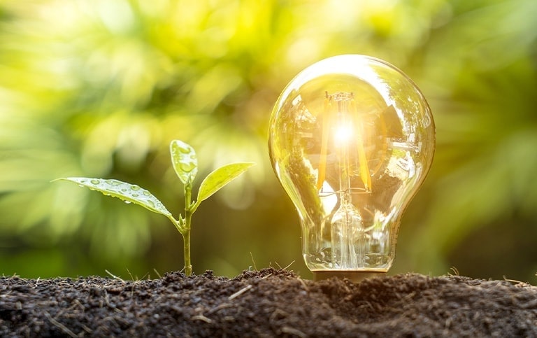 Uma lampada e uma planta fotografadas lado a lado no solo contra um fundo de folhas.