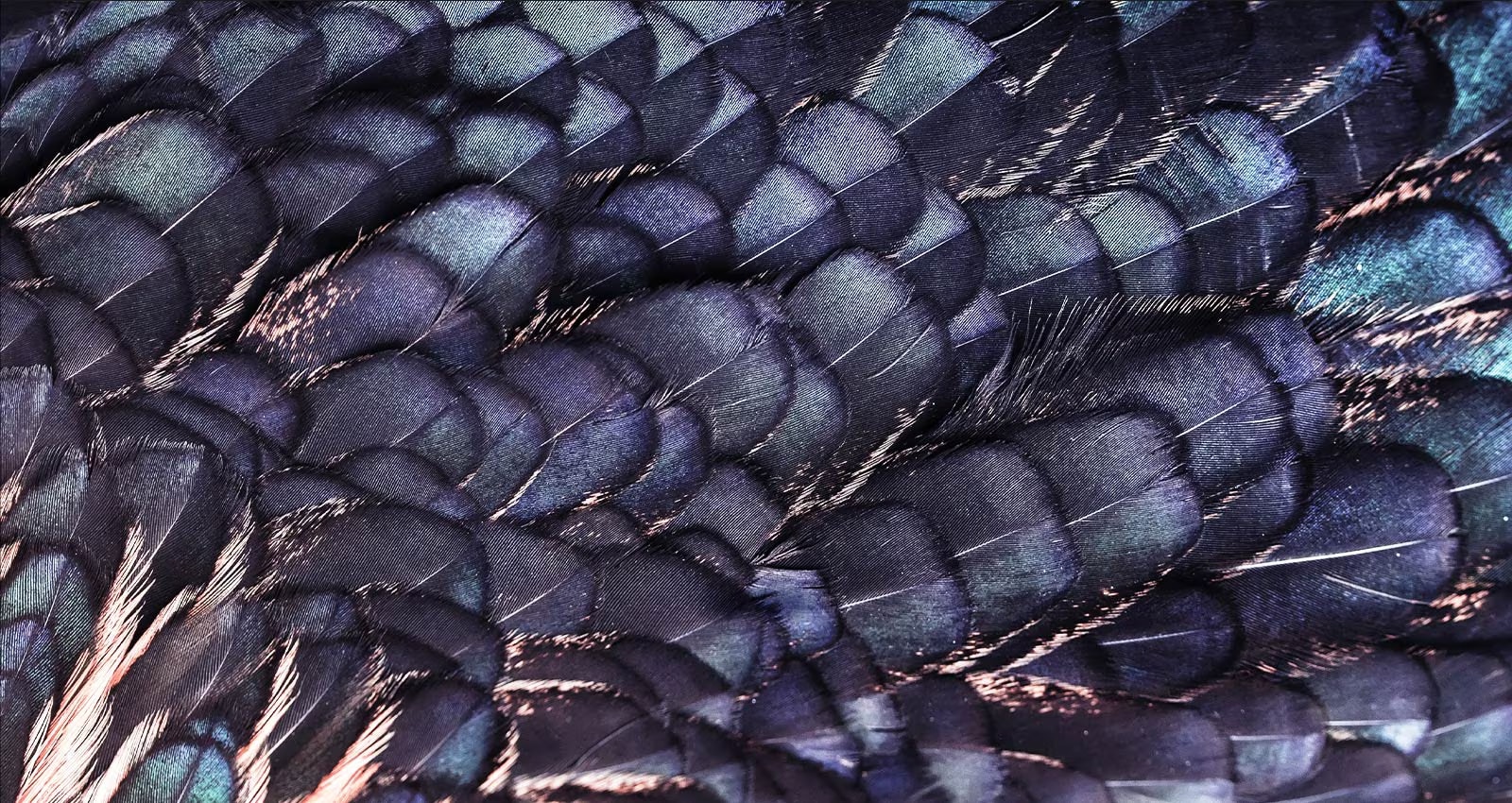 Imagem de texturas de penas brilhantes iridescentes de um pássaro Irena de cor lilás. A imagem é dividida em duas: a parte superior é mais vívida e indica Redimensionamento AI 8K com a imagem do chip do processador e a parte inferior é mais pálida.