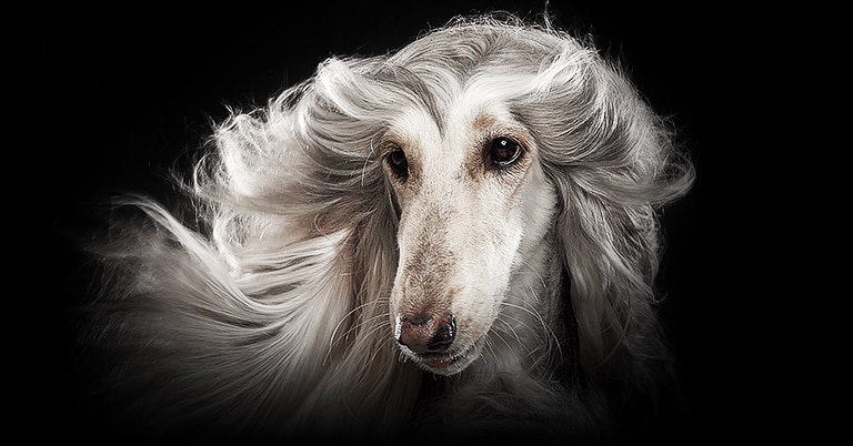 En bild av en vit hund mot en svart bakgrund p? en LG OLED evo d?r varje litet hundh?r syns tydligt.