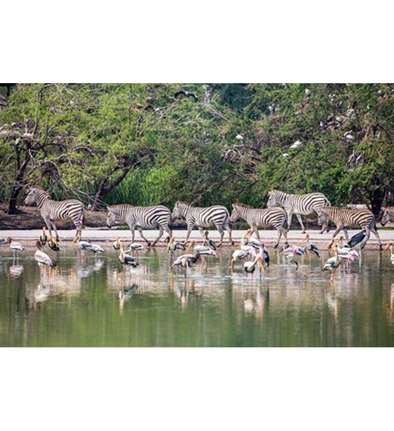 ??????????????? Safari World