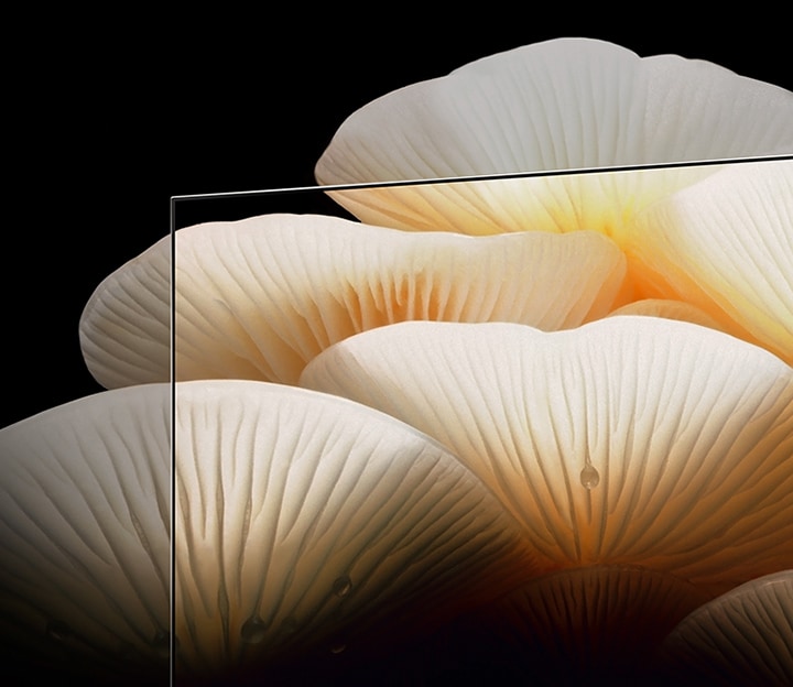 LG OLED Posé ????????????????????????????????????????????????