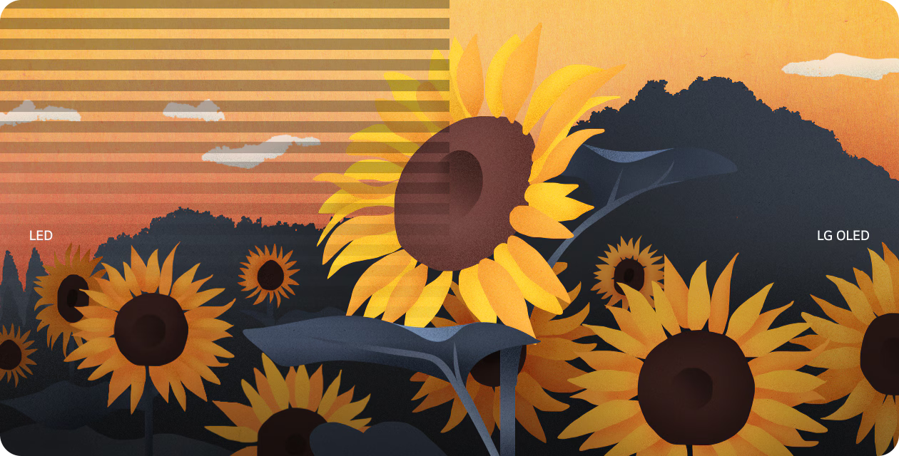 An image of sunflowers is split down the middle with LED and LG OLED portrayed on either side. Screen flickers appear only on the LED side of the screen.