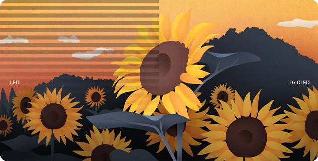 An image of sunflowers is split down the middle with LED and LG OLED portrayed on either side. Screen flickers appear only on the LED side of the screen.