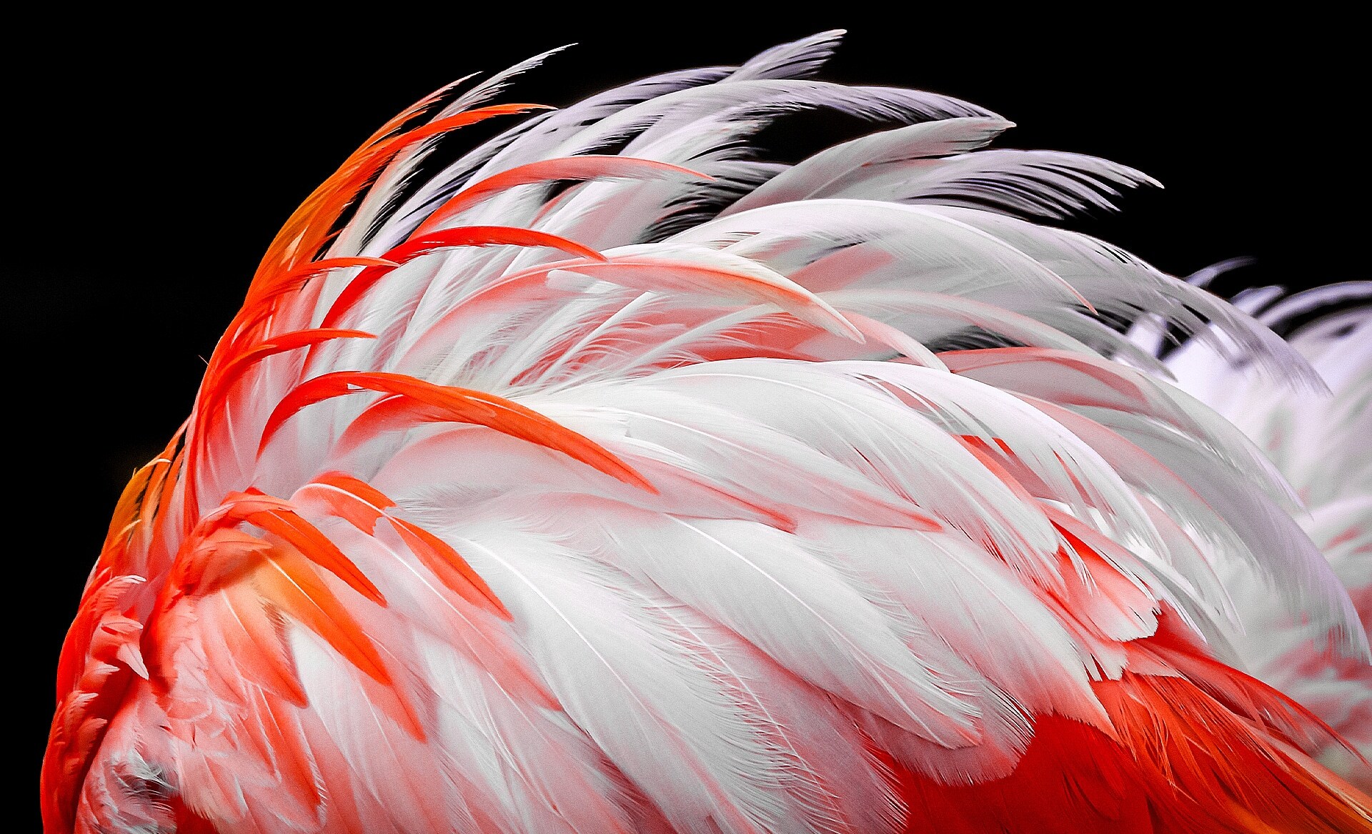 A imagem opaca das penas brancas e laranja de um flamingo aparece na tela. Elas s?o representadas ficando gradualmente mais brilhantes, em 8%, 13%, 20%, 23%, 26% e, finalmente, 30%.