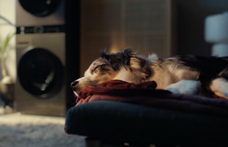 Um cachorro está deitado no sofá, dormindo. Atrás dele, a LG WashTower está funcionando.