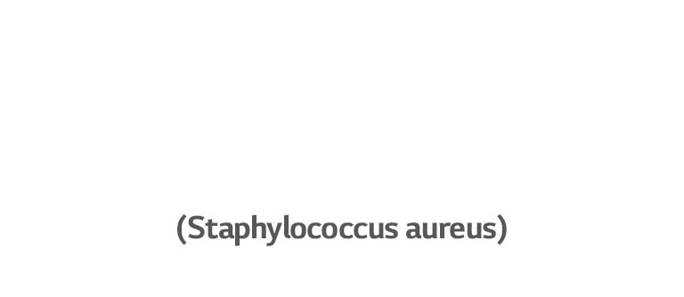 Staphulococcus aureus, en bakterie som kan for?rsake ?reinfeksjon