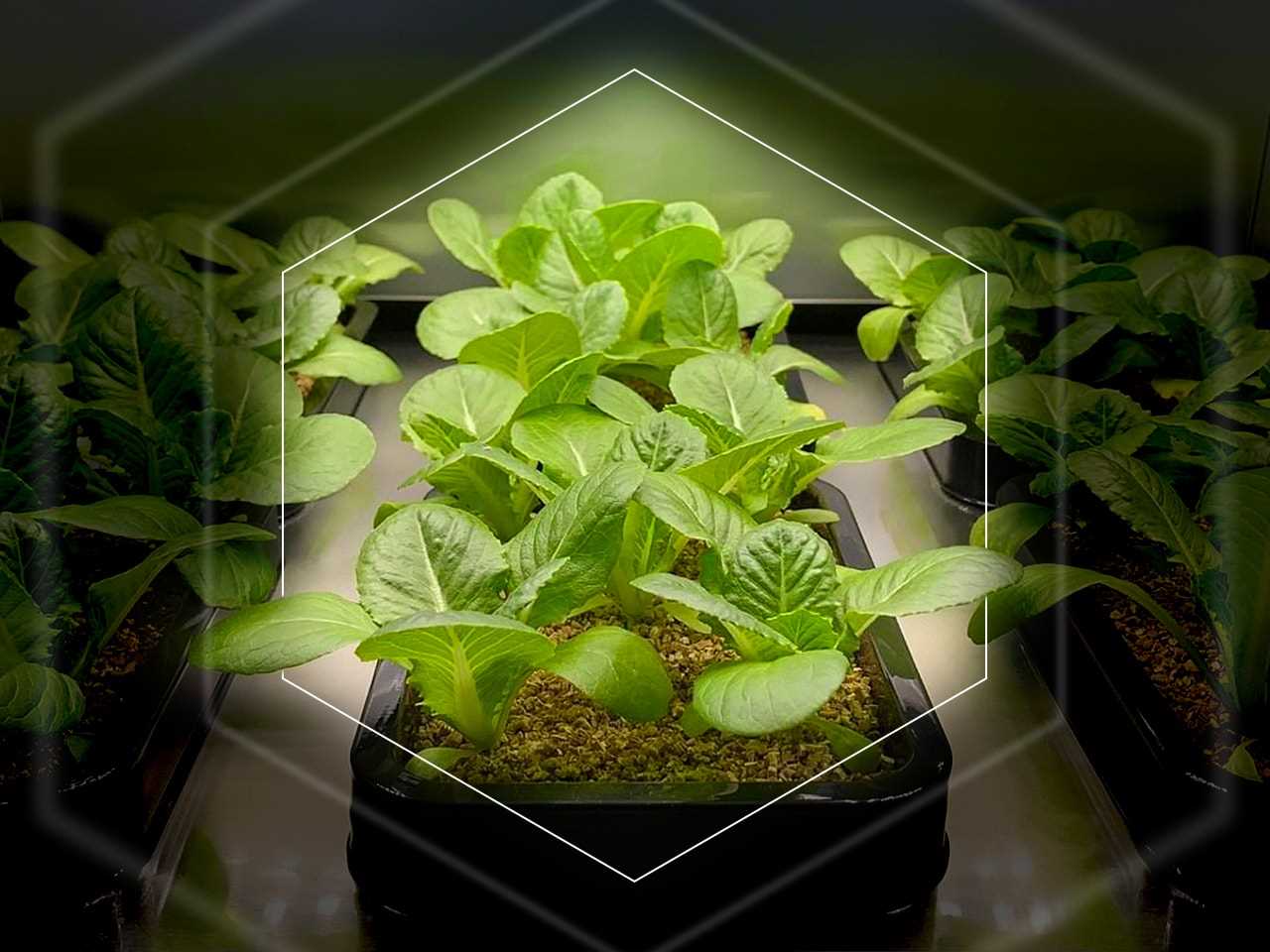 CES2020_Plants_1280x960_02-min.jpg